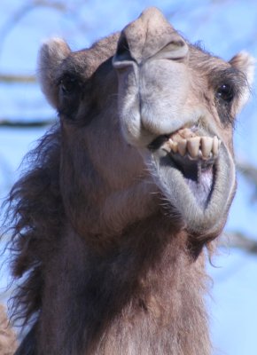 Evil Camel